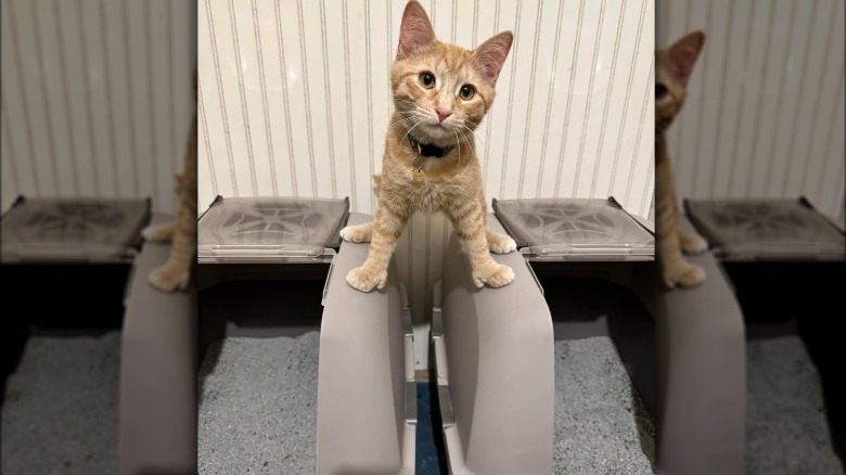 An orange cat is standing on two litter boxes that are side by side.