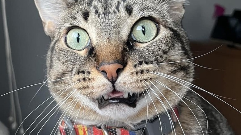 A cat with green eyes has a shocked look.