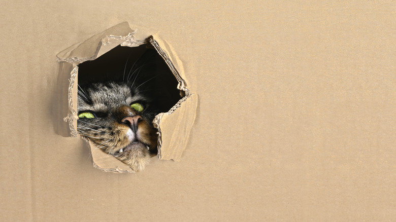 Cat in a cardboard box