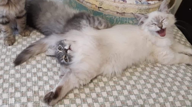 Two cats are cuddling, and it appears as though their bodies are one.