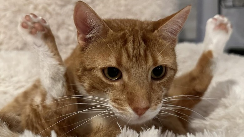 An orange cat has their rear legs sticking up in air like rotisserie chicken.
