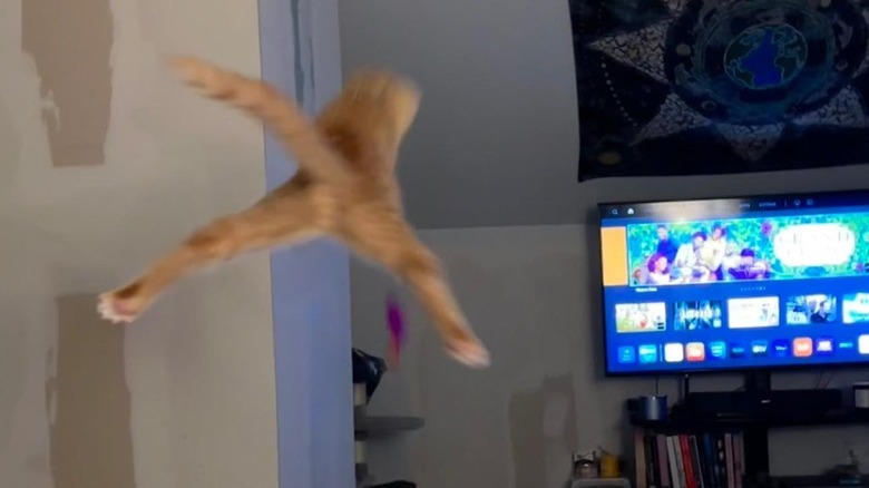 An orange cat is doing a split while leaping in the air.