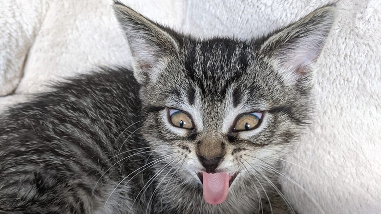 A kitten is sticking out their tongue.