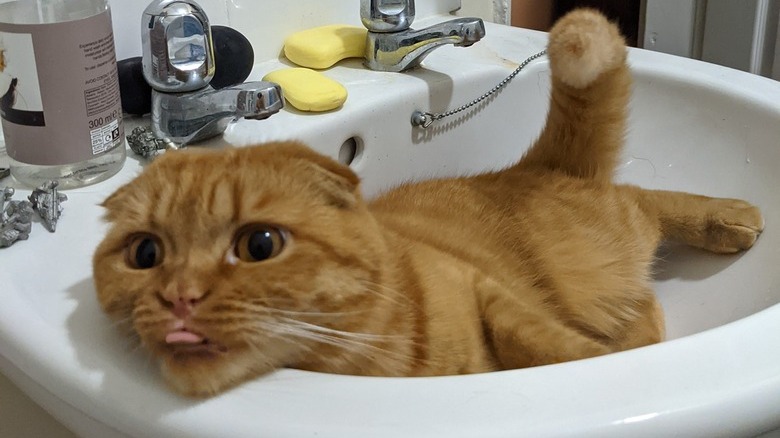 An orange cat is in a sink and doing a blep.