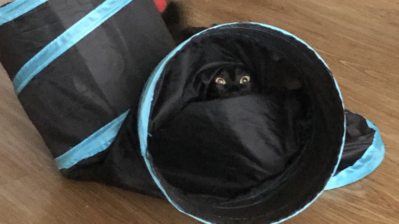 A black cat is playing in a cat tunnel.