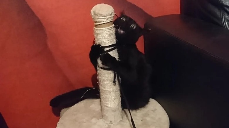 A black cat is hugging a scratching post.