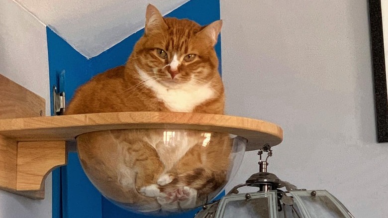 An orange cat is sitting next to a dragon lamp from an elevated dome perch.
