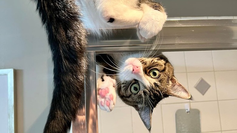 A cat is on a shower door and looking at the camera in an upside down position.