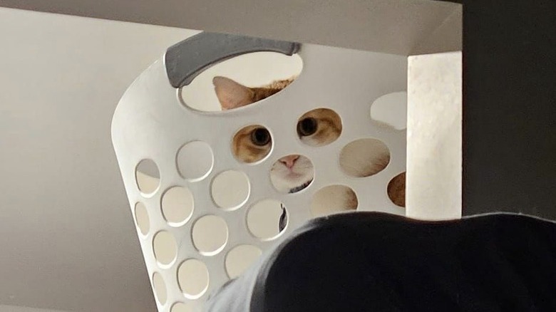A cat is staring at the camera through the holes in a laundry basket.