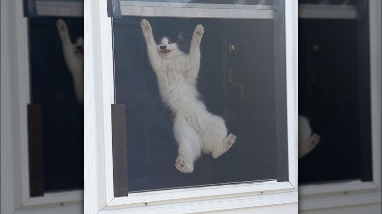 A white cat is hanging onto a window screen.