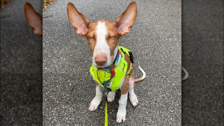 Ibizan Hound puppy with very large ears.