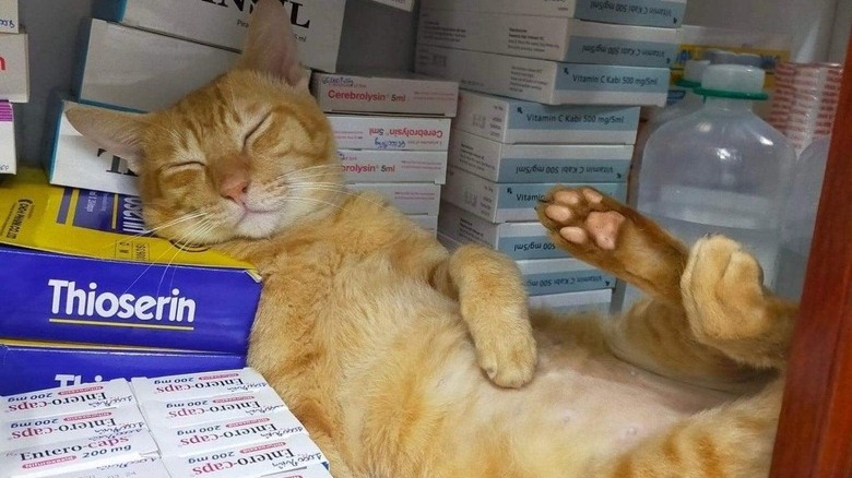 Ginger cat sleeps in cabinet of vet supplies.