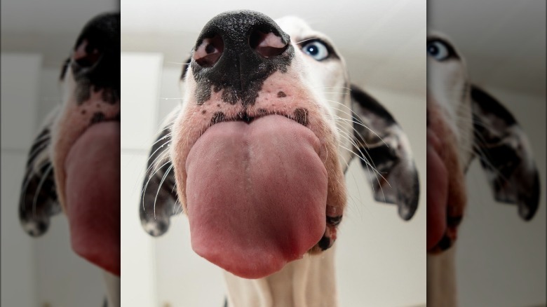 Great Dane sticks out very large tongue