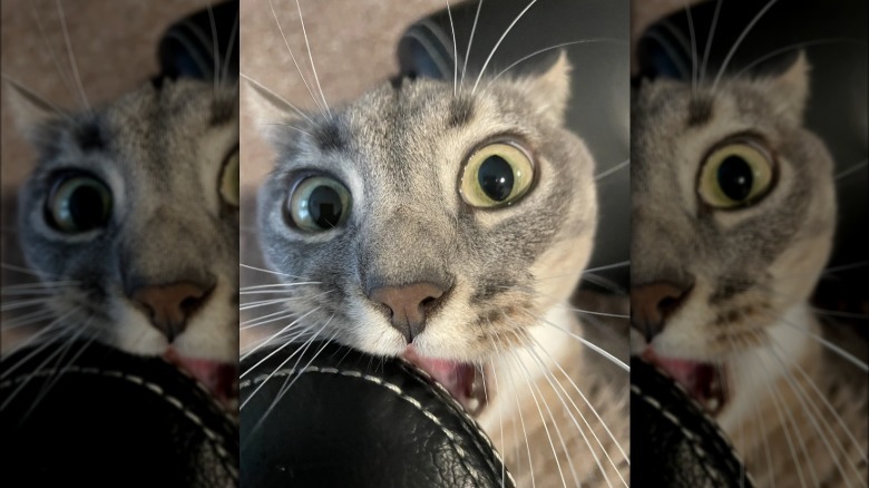 Wide-eyed cat bites corner of leather couch.