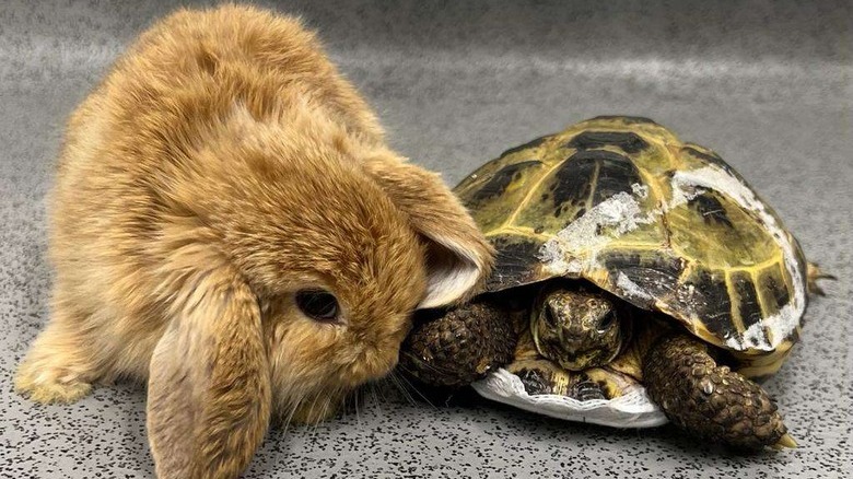 Bunny and similarly sized turtle cuddle on a countertop.