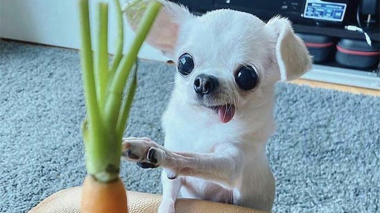 Small white dog reaches for carrot.