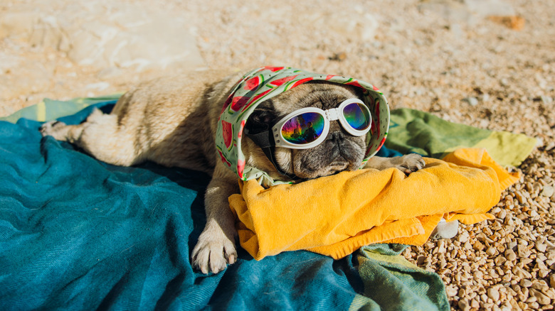 dog on the beach in sunglasses