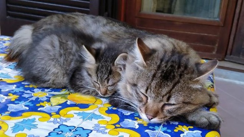A small kitten curled up alongside a larger, identical cat.