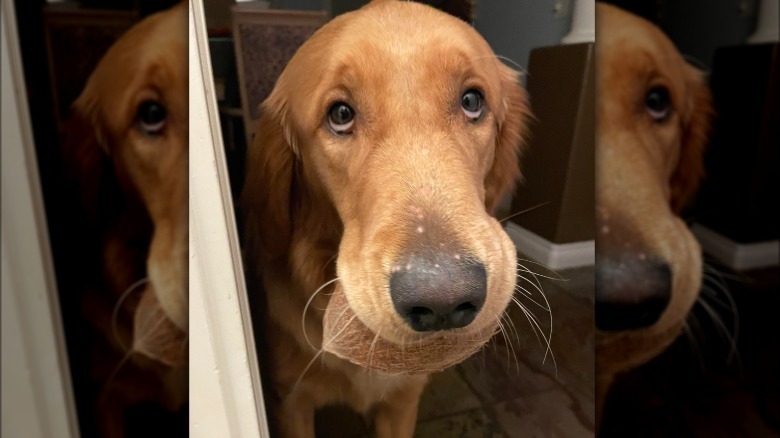 Golden Retriever carries a coconut in their mouth.