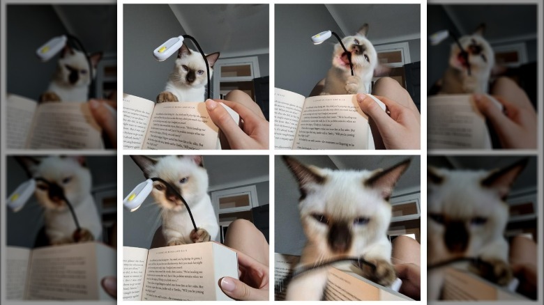 Cat attempts to play with book light while person reads.