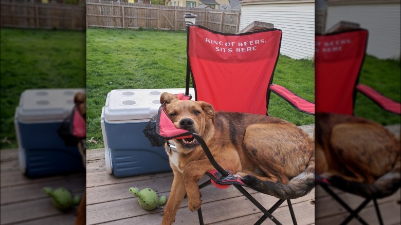 Dog slumps in outdoor chair embroidered with "King of Beers Sits Here".