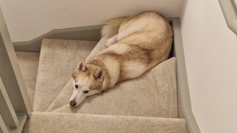 Husky lays on stair landing between floors.