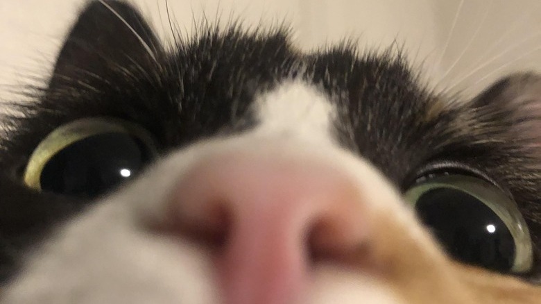 Calico cat with face very close to camera.
