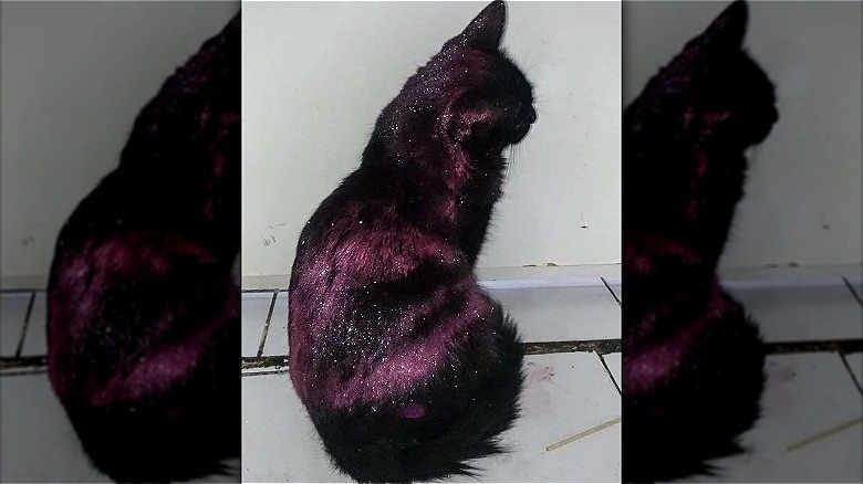 Black cat with stripes of purple glitter across back.