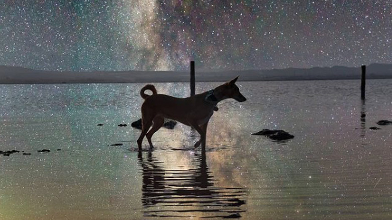 A tall, thin dog with a curly tail stands in the shallow water of a lake at night. Behind the dog, the sky shows the Milky Way and thousands of stars.