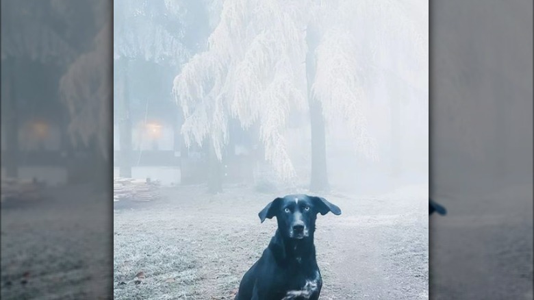 Large black dog with floppy ears sits in the foreground staring into the camera. The scene behind the dog is woodsy, misty, and snowy.