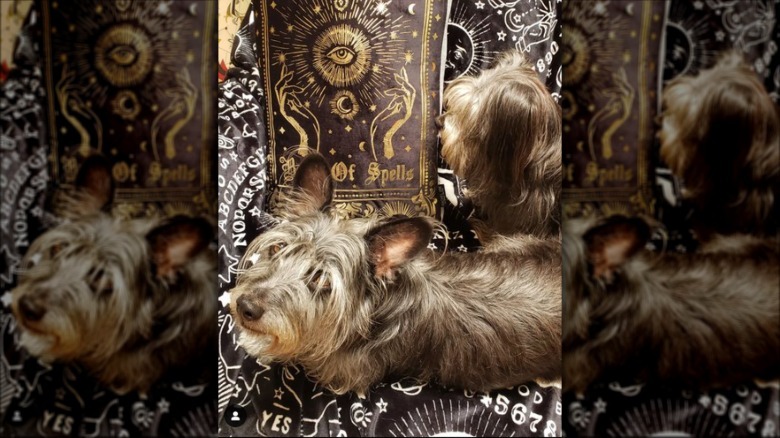 Small, scruffy dog lies on Ouija board patterned fabric next to a book titled "Book of Spells".