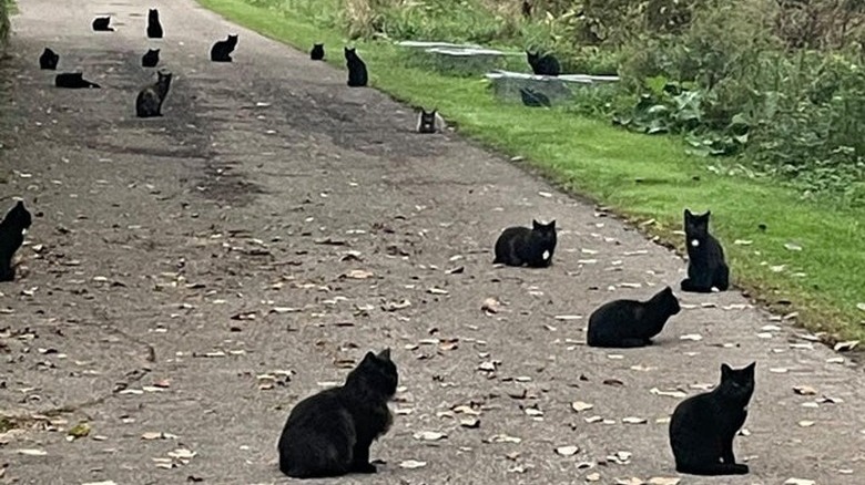 A dozen or more black cats sitting in several places along a country road.