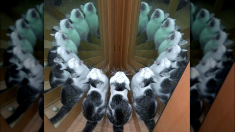 A cat sits in front of two mirrors facing each other, creating the illusion that there are dozens of cats in a circle with their mouths wide open.