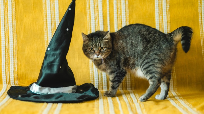 Cat creeping to the right of a black witch hat