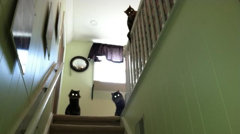 Photo looking up a flight of stairs where three black cats are staring down at the camera, their eyes are glowing from the camera flash.