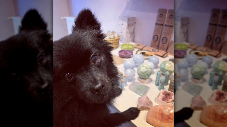 Small black dog with pointy sitting at a counter with crystals and rocks.