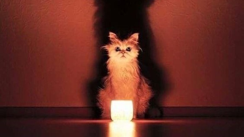 Cat sits against a wall in a dark room. A lit candle is in front of the cat, throwing a large shadow behind them.