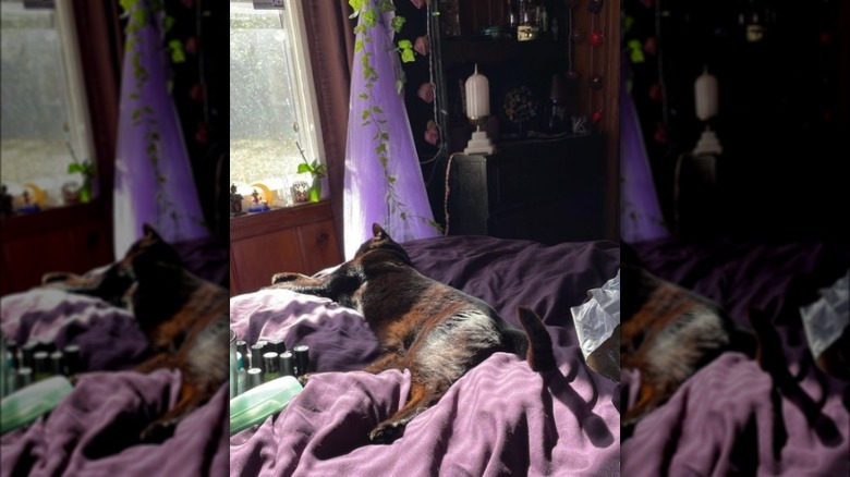 Cat lays in a sunbeam on a bed, surrounded by crystals.