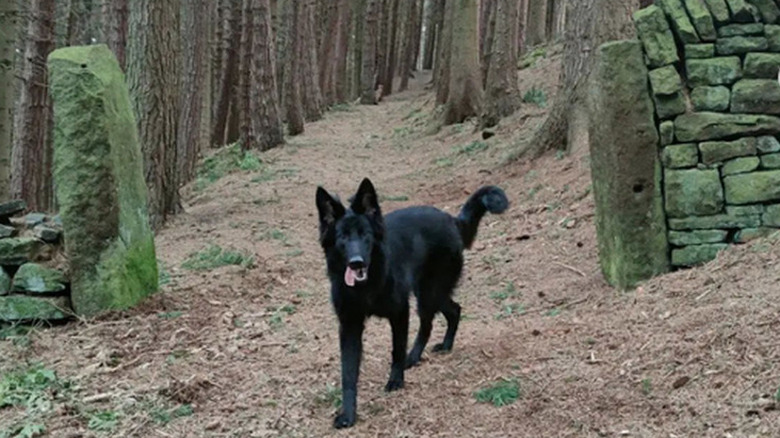 Black German shepherd walks on a forest path against a backdrop of trees.