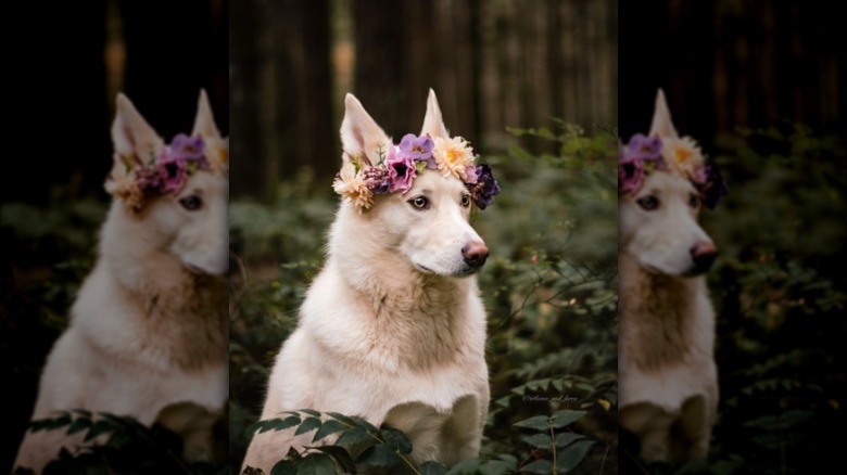 White shepherd dog wearing a colorful flower crown sitting in a forest and surrounded by ferns.