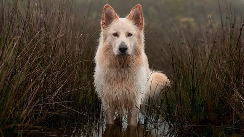 White shepherd dog stands ankle-deep in a foggy creek between tall grasses and reeds.