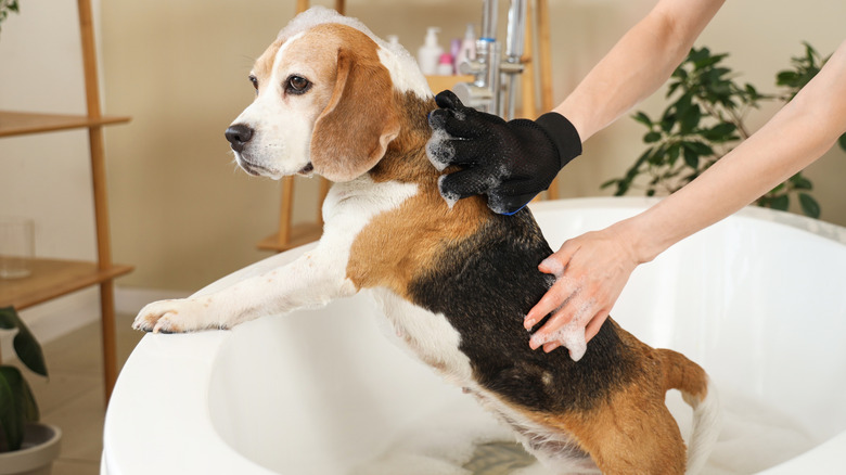 A woman brushes a beagle with a hair-removing glove, as the beagle stands in a bathtub