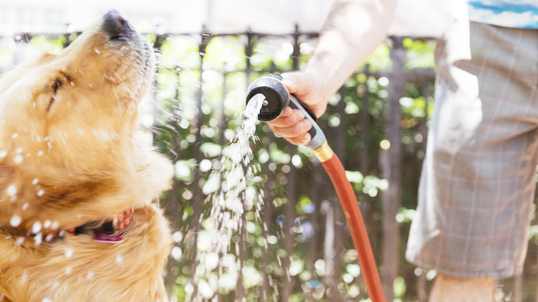 A man bathes a golden retriever outdoors using a hose