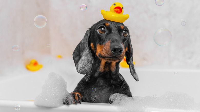 A small dachshund sits in a bathtub with its paws on the edge of the tub and a rubber duck toy on its head