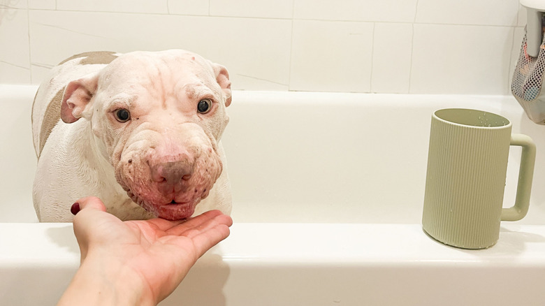 A white pit bull-type dog gently accepts a treat from a woman's hand while sitting in an empty bathtub