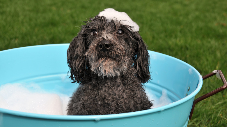 A wet toy poodle sits in an outdoor tub with shampoo on its head
