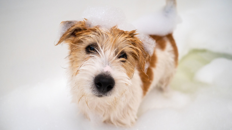 A Jack Russell terrier stands in sudsy water