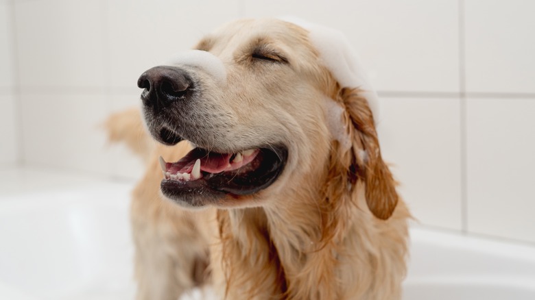 A golden retriever stands in a bathtub with foam on its nose and head, looking very happy