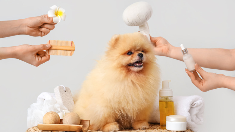 A Pomeranian sits against a gray background as various hands reach into the picture, holding spa supplies