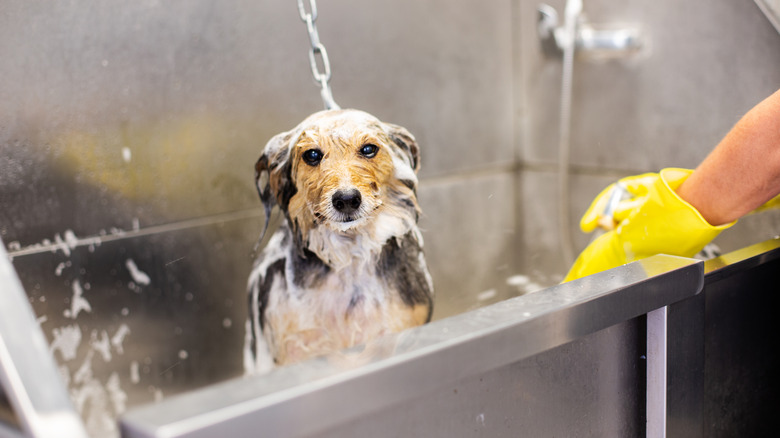 A medium dog sits in a grooming sink while a human in rubber gloves reaches toward it